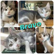 Thumbnail photo of Bravo #1