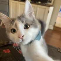 Thumbnail photo of Bravo #2