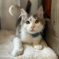 Thumbnail photo of Bravo #3