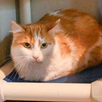 Thumbnail photo of Guppy #1