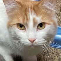 Thumbnail photo of Guppy #2