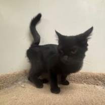 Thumbnail photo of Tullah #2