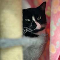 Thumbnail photo of Muffin #2