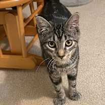 Thumbnail photo of Shylo #4