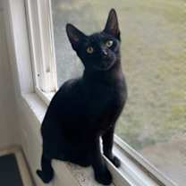 Thumbnail photo of Ty #1