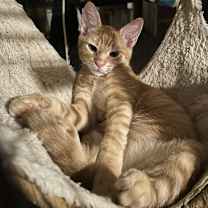 Thumbnail photo of Toblerone NN #2