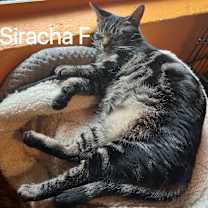 Thumbnail photo of SRIRACHA #3