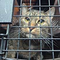 Thumbnail photo of 0121-18 Nyla #2