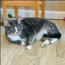 Thumbnail photo of Kase #1