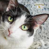 Thumbnail photo of Biscotti #1