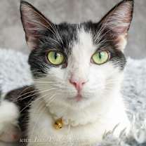 Thumbnail photo of Biscotti #2