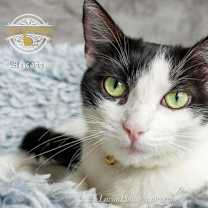 Thumbnail photo of Biscotti #3