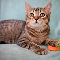 Thumbnail photo of Purrlita #2