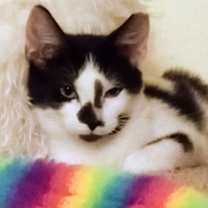 Thumbnail photo of Doodlebug #3