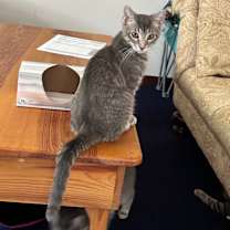 adopt-pet