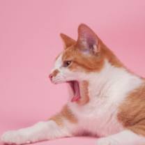 Thumbnail photo of Banana #3