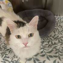 Thumbnail photo of Elmer Cat Rez AZ #3