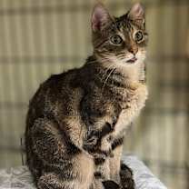 Thumbnail photo of Katydid #1