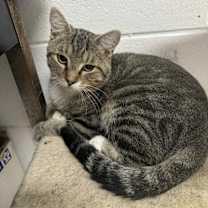 Thumbnail photo of Halfpint #1