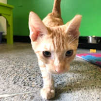 Thumbnail photo of Martin #1