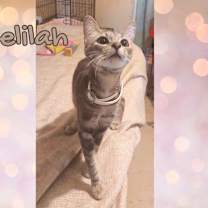 Thumbnail photo of Delilah #2