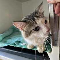 adopt-pet