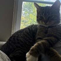 adopt-pet