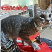 Thumbnail photo of Gracelyn #3