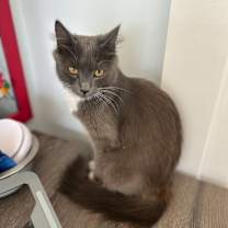 Thumbnail photo of Potato #1