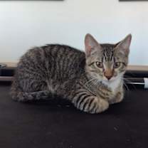 Thumbnail photo of Sulo 4843 #3