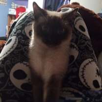 Thumbnail photo of Sesame #2