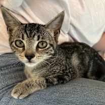 Thumbnail photo of Joey Girl #1