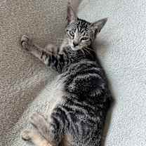 Thumbnail photo of Joey Girl #2