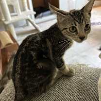 Thumbnail photo of Joey Girl #4