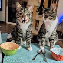 Thumbnail photo of Bert #1