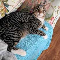 Thumbnail photo of Bert #4