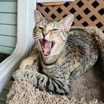 Thumbnail photo of MacBeth #2