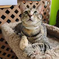 Thumbnail photo of MacBeth #4