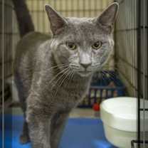 Thumbnail photo of Pierre (FCID# 08/25/2025 - 17 Millsboro PS) #1