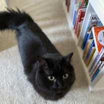 Thumbnail photo of Cas #3