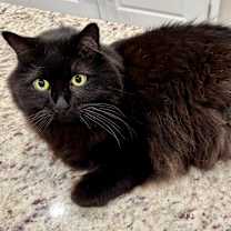 Thumbnail photo of Cas #1