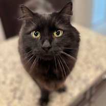 Thumbnail photo of Cas #2