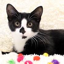 Thumbnail photo of Penny Wise #1