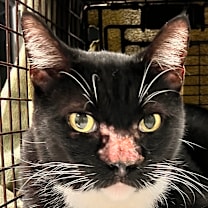 Thumbnail photo of Kal #2