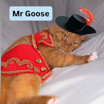 Thumbnail photo of Mr Goose at Martinez Pet Food Express  Dec 13th #2