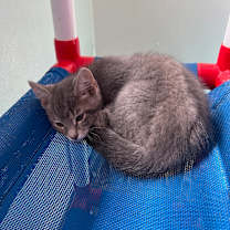 Thumbnail photo of Cleo #2