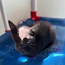 adopt-pet