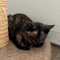 adopt-pet