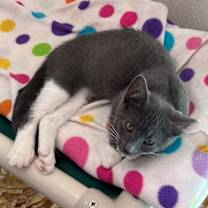 adopt-pet
