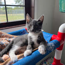 adopt-pet